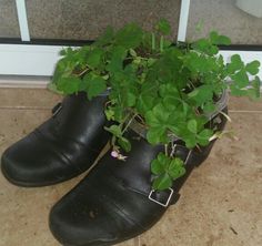 a pair of black shoes with green plants growing out of them on the floor in front of a glass door