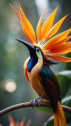 a colorful bird sitting on top of a tree branch with its wings spread wide open