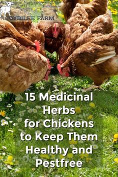 chickens are pecking at each other in the grass with text overlay that reads 15 medical herbs for chickens to keep them healthy and pest free