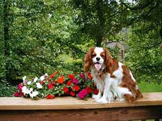 a brown and white dog sitting on top of a wooden table next to some flowers