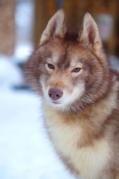 a brown and white dog standing in the snow