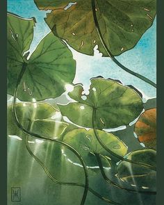 water lilies and leaves in the sunlight