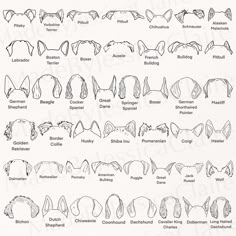 an image of different types of cat ears and their names in black ink on white paper