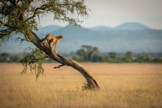 a cheetah sitting on top of a tree in the middle of a field