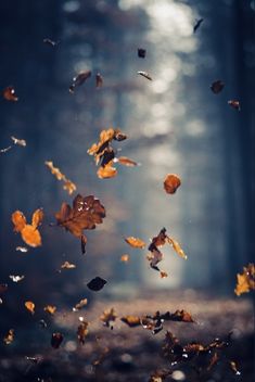 falling leaves in the air over a forest