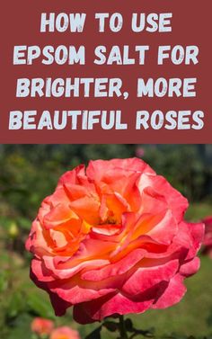 a pink rose with the words how to use epsom salt for brighter, more beautiful roses