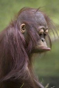 an orangutan sitting in the grass with its hair blowing in the wind