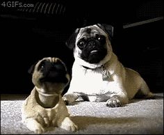 two pug dogs sitting next to each other on the floor