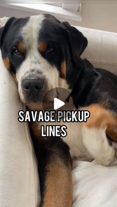 a dog laying on top of a white couch next to a window with the caption saying, savage pickup lines