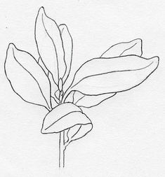 O, Sweet Nature: Botanical Illustration, rhododendron leaves. Gloomy Illustration, Botanical Illustration Tutorial, Botanical Line Drawing, Flower Drawing Design, Simple Line Drawings, Illustrator Tutorials, Line Art Drawings