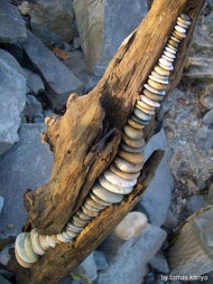 a tree branch with shells on it and some rocks in the back ground behind it