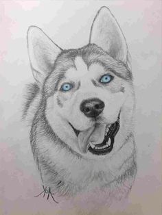 a drawing of a husky dog with blue eyes and his tongue hanging out to the side