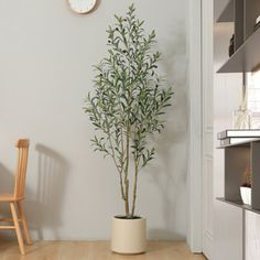 a plant in a pot on the floor next to a clock