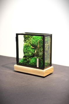 a glass box with moss inside on a table