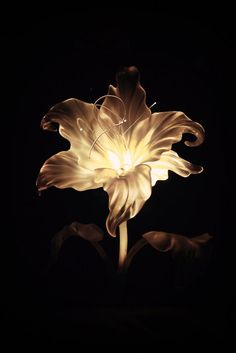 a flower that is lit up in the dark with its petals turned upside down and glowing