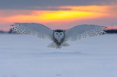 an owl spreads its wings while flying in the snow at sunset or dawn with it's eyes open