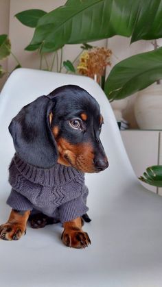 a dachshund dog wearing a sweater sitting on a white chair next to plants