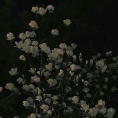 a black and white photo of some flowers