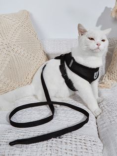 a white cat sitting on top of a couch next to a black leash and pillow