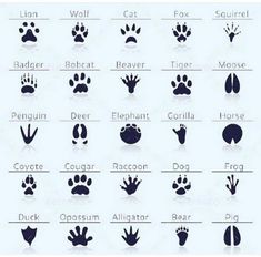 an animal's footprints and their names