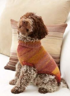 a brown dog wearing a sweater sitting on a couch next to pillows and a pillow