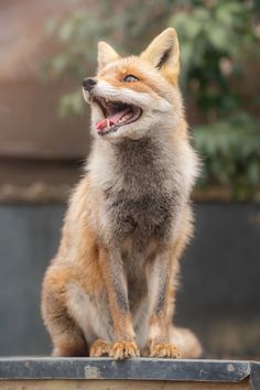 an adorable little fox sitting on top of a wooden box with its mouth open and it's tongue out