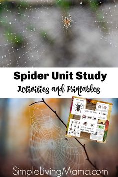 spider unit study activities and printables