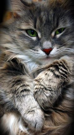 a black and white photo of a cat with it's paw on its chest