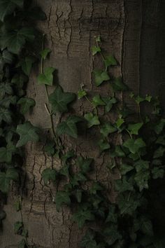 an old tree with ivy growing on it's bark and some leaves around it