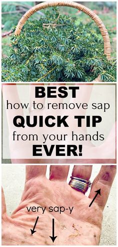 a hand holding a basket full of plants with the words best how to remove sapp quick