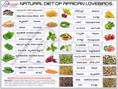 the natural diet of african lovebirds is shown in this poster, with pictures of different foods