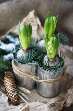 some tin cans with plants in them and pine cones