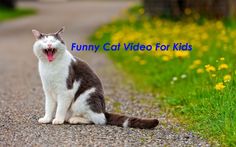 a gray and white cat yawns while sitting on the road