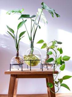 three plants are in glass vases on a wooden table