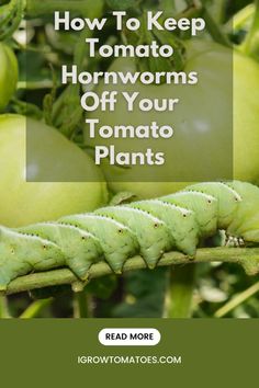 a green caterpillar sitting on top of a plant with the words how to keep tomato