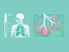 the diagram shows an image of lungs and broccoli in front of a blue background