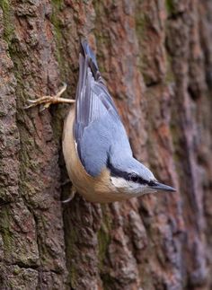 a bird is perched on the side of a tree and has its head stuck in the bark