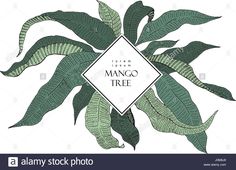 the mango tree with green leaves on a white background, illustration for design and packaging