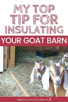 two goats standing next to each other with the words, my top tips for insulating your goat barn