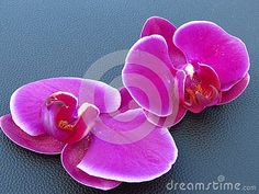 two purple orchids on a black surface