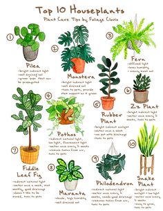 an illustrated guide to houseplants for beginners