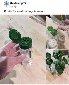 a person holding a jar with some plants in it and two pictures of the jars