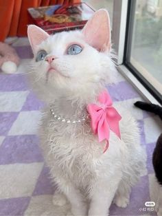 a white cat wearing a pink bow tie sitting on top of a purple and white checkered floor