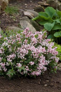 small pink flowers growing in the dirt next to some rocks and plants with green leaves