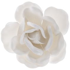 a large white flower on a white background