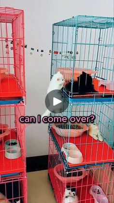 several cages with cats in them sitting on top of red and blue boxes that read can i come over?