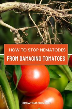 Nematodes can cause massive damage to tomatoes in your garden. Not only do they ruin this year’s crops, but left unchecked, they can easily overwinter to infest future plants as well. Learn how to stop nematodes from damaging your tomatoes by using four safe and natural methods to keep them out of your soil. Canning Stewed Tomatoes, Planting Marigolds, Yellow Plants, White Flies, Tomato Plants