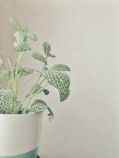 a potted plant sitting on top of a table