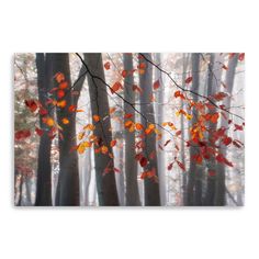 an image of autumn leaves in the woods