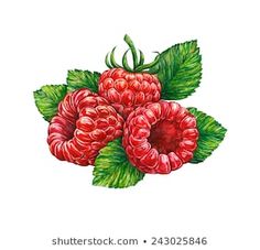 raspberries with green leaves on a white background